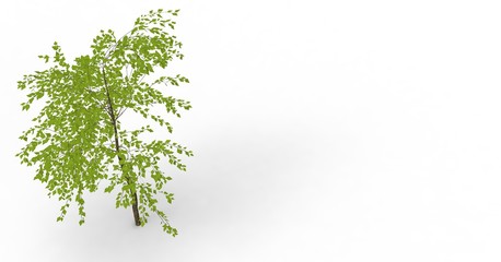 Obraz premium Tree isolated on white 3D Rendering