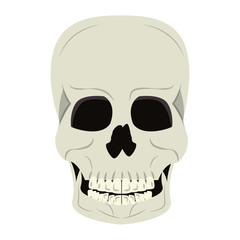 Skull human skeleton cartoon isolated symbol