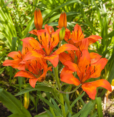 Saffron lilies (Lilium dahuricum; Lilium pensylvanicum) on garden