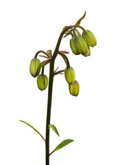 Lilium martagon with buds on a white background isolated