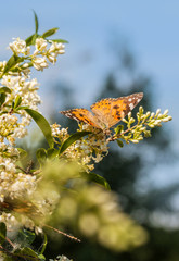 Painted Lady (Vanessa cardui)