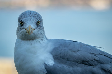 seagull