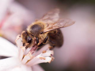 European honey bee collecting nectar and pollen from a light pink flower