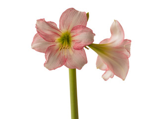Hippeastrum or amaryllis  (Sonatini pink rascal) on a white background isolated