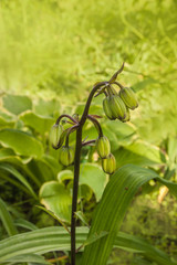 Lilium martagon, martagon lily or Turk's cap lily with buds