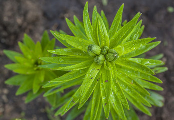 Saffron lilies (Lilium dahuricum; Lilium pensylvanicum) on garden