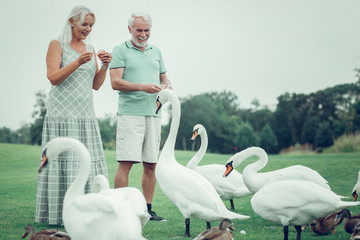Joyful positive aged couple feeding swans together