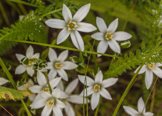 Obraz premium White flowers ornithogalum, Shallow depth of field