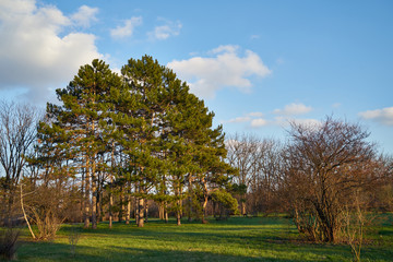 Image of pine trees in the spring park.