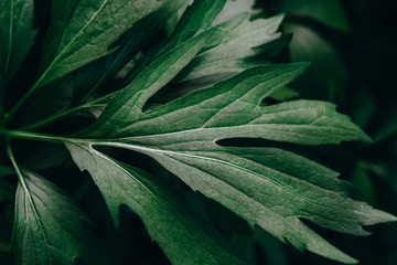 Fototapeta premium Bright green leaves top view minimalistic background. Floral backdrop concept. Flower petals close up. Floristry hobby. Web banner, greeting card idea