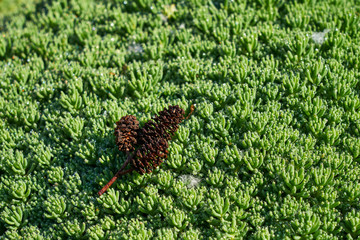 Image of green grass. Image of green vegetation cover.