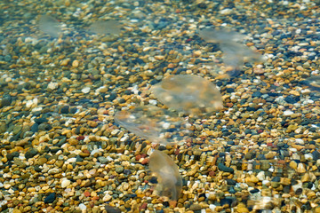 Small sea jellyfish. Jellyfish swim in sea water.