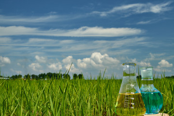 Image of a glass flask with a chemical solution on the background of young rice shoots. Glass bulb. Agrochemical solution. Chemical agent. Fertilizer. Plant protection.
