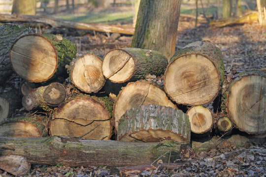 Holz
