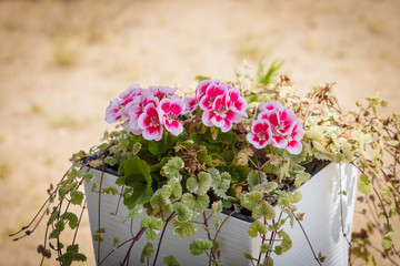 Pink white purple flowers in pot