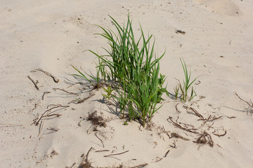 Green grass growing on the sand on the coastline