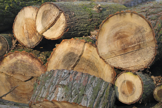 Holz