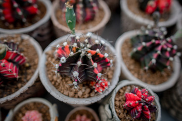Collection of various cactus and succulent plants in different pots. Potted cactus house