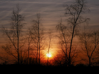 Fototapeta premium sunset in forest