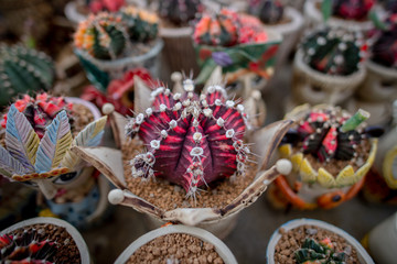 Collection of various cactus and succulent plants in different pots. Potted cactus house