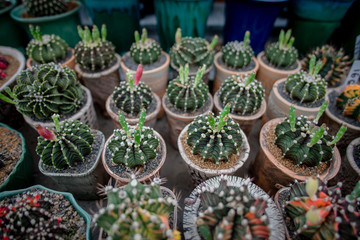 Collection of various cactus and succulent plants in different pots. Potted cactus house