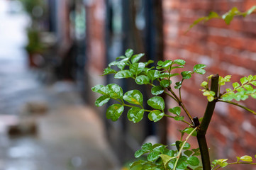 雨に濡れた植物とレンガの壁