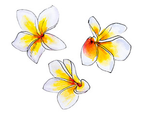 Beautiful white plumeria flowers. Frangipani. Watercolor painting. Exotic plant. Floral print. Sketch drawing. Botanical composition. Greeting card. Flower painted background. Hand drawn illustration.