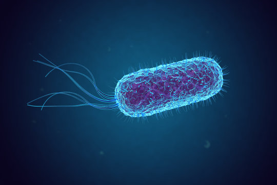 Escherichia Coli (E. Coli.)  Or  Bacteria Under Microscope