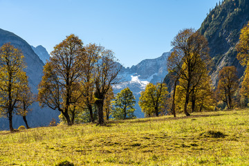 maple trees at Ahornboden, Karwendel mountains, Tyrol, Austria