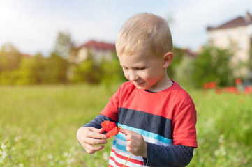 Adorable young boy play with a poppy flower