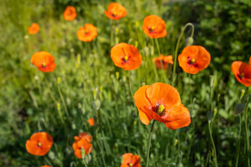 poppy flower field outdoor green red