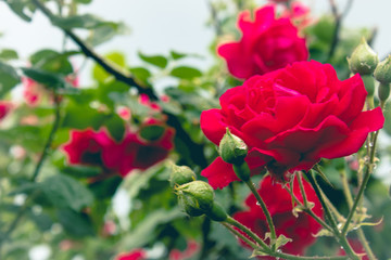 Red rose and raindrops on petals.
