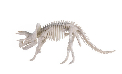 dinosaur triceratops skeleton isolated on white background