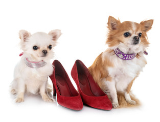 chihuahuas in studio