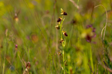 Ein blühender Ragwurz mitten in einer Blumenwiese