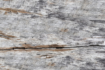 Grunge cracked wood by close up texture background horizontal. Can be used as background for...