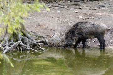 Wildschweine