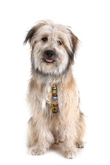 Pyrenean Shepherd in studio