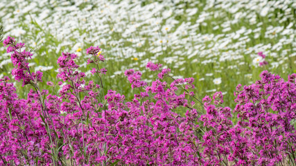 Matthiola incana and field chamomile, patterns in wildlife and plantations in the Botanical Garden