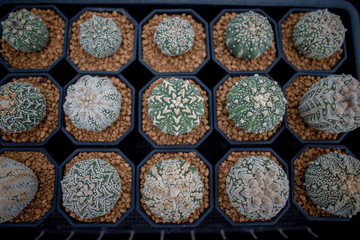 Collection of various cactus and succulent plants in different pots. Potted cactus house