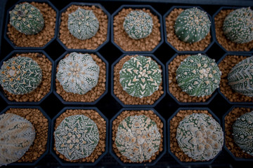 Collection of various cactus and succulent plants in different pots. Potted cactus house