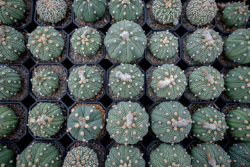 Collection of various cactus and succulent plants in different pots. Potted cactus house