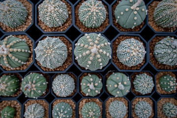 Collection of various cactus and succulent plants in different pots. Potted cactus house