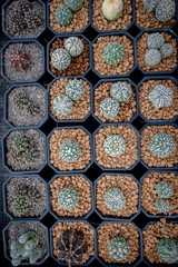 Collection of various cactus and succulent plants in different pots. Potted cactus house