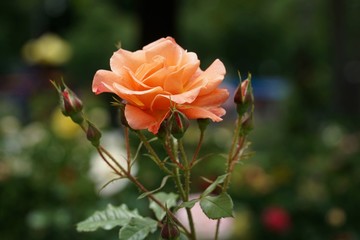 Rose mit oranger Blüte