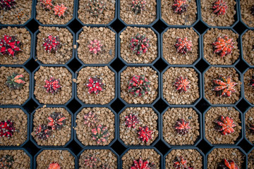 Collection of various cactus and succulent plants in different pots. Potted cactus house