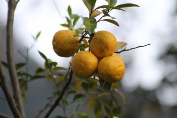 Beautiful Himalaya India 