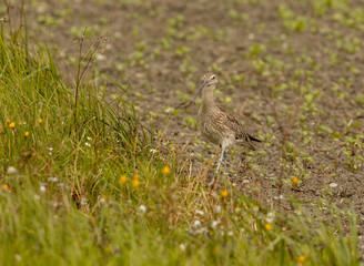 Ein Großer Brachvogel schreitet bei der Nahrungssuche von einem Feld in eine Feuchtwiese