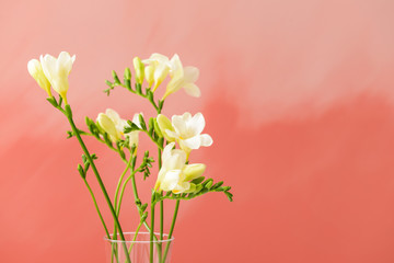 Vase with beautiful freesia flowers on color background