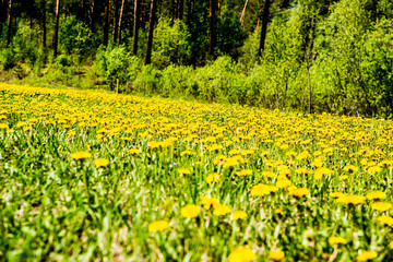 Beautiful Altai fields in spring